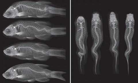 X-ray images showing side and above view of four fish with crooked spines