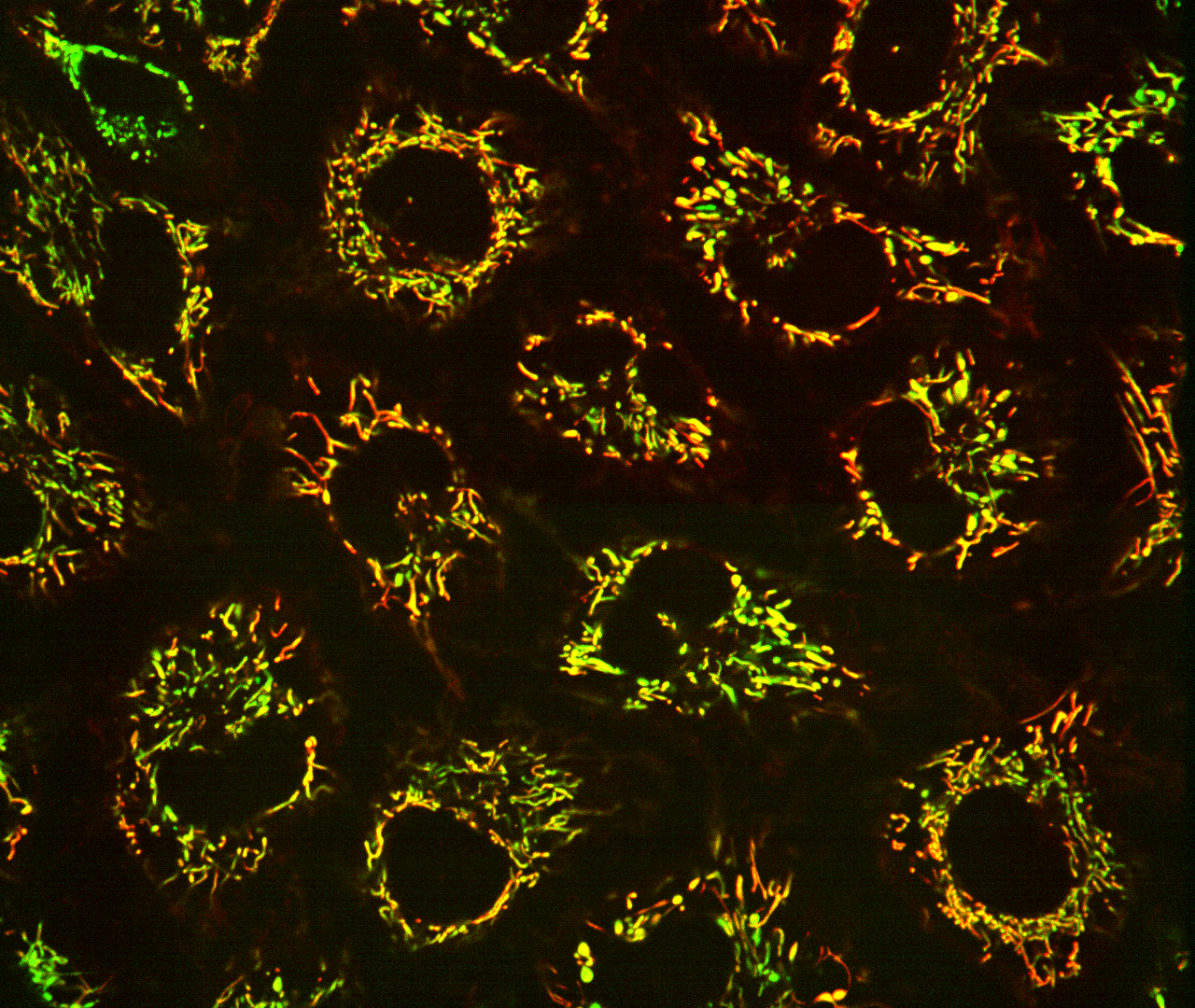 Fluorescent biosensors localized to the mitochondria of human cells. 