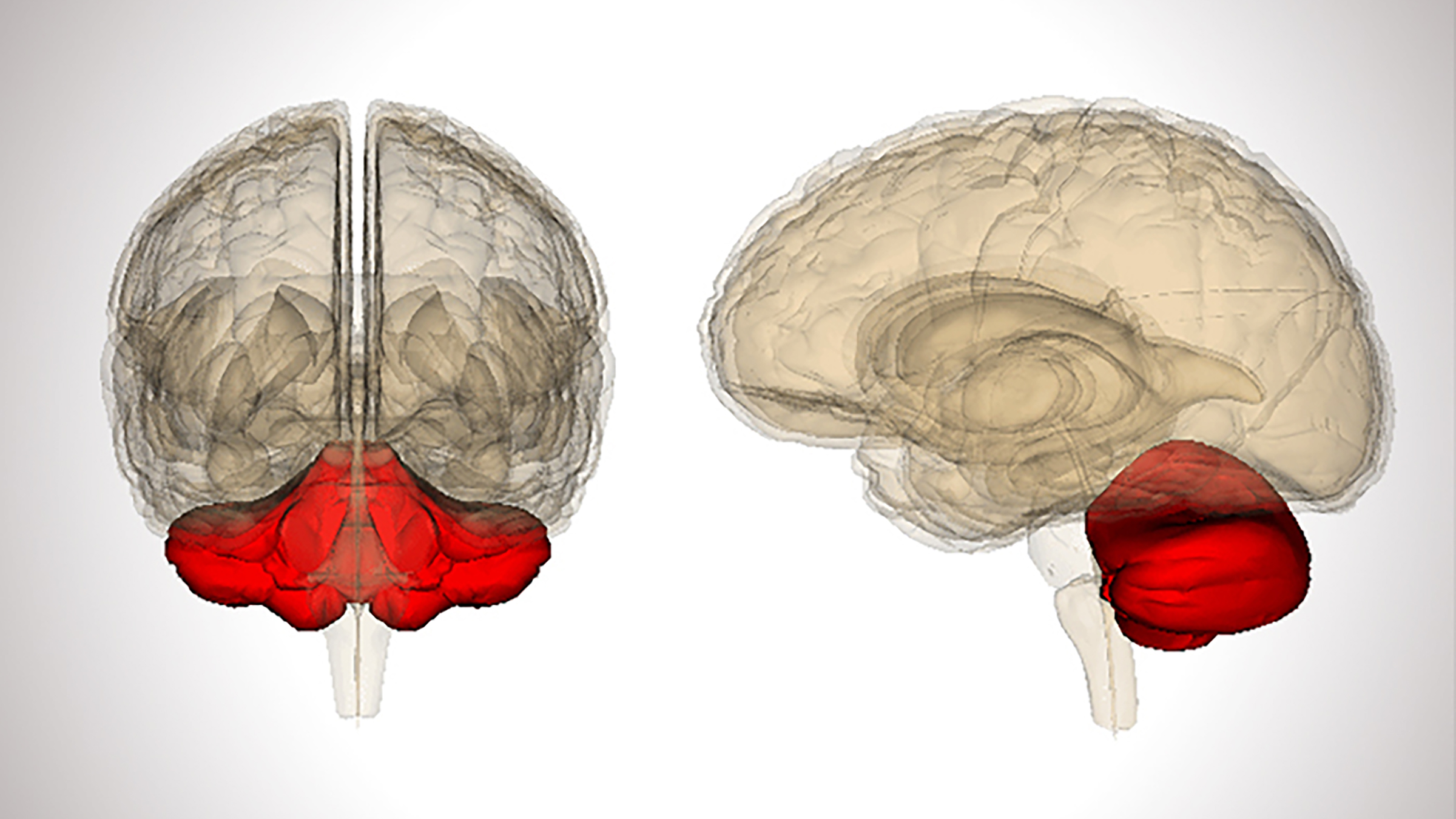 Two semi-transparent illustrations of a brain with the cerebellum highlighted in red