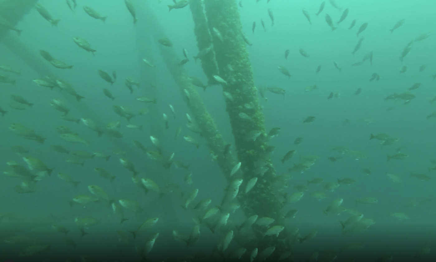 Near an oil rig underwater, fish swarm