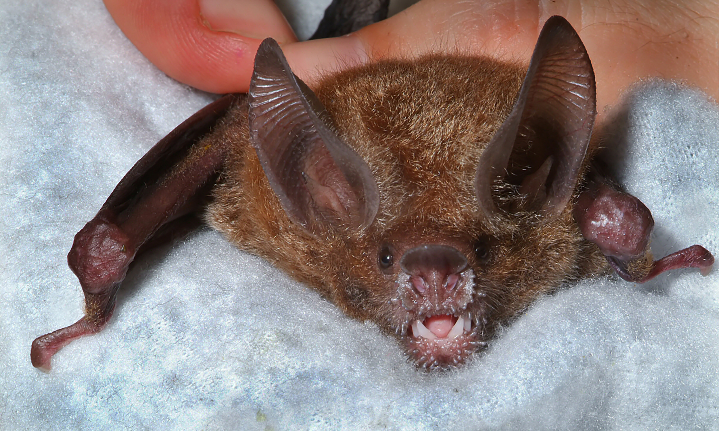 A bat rests on a cloth