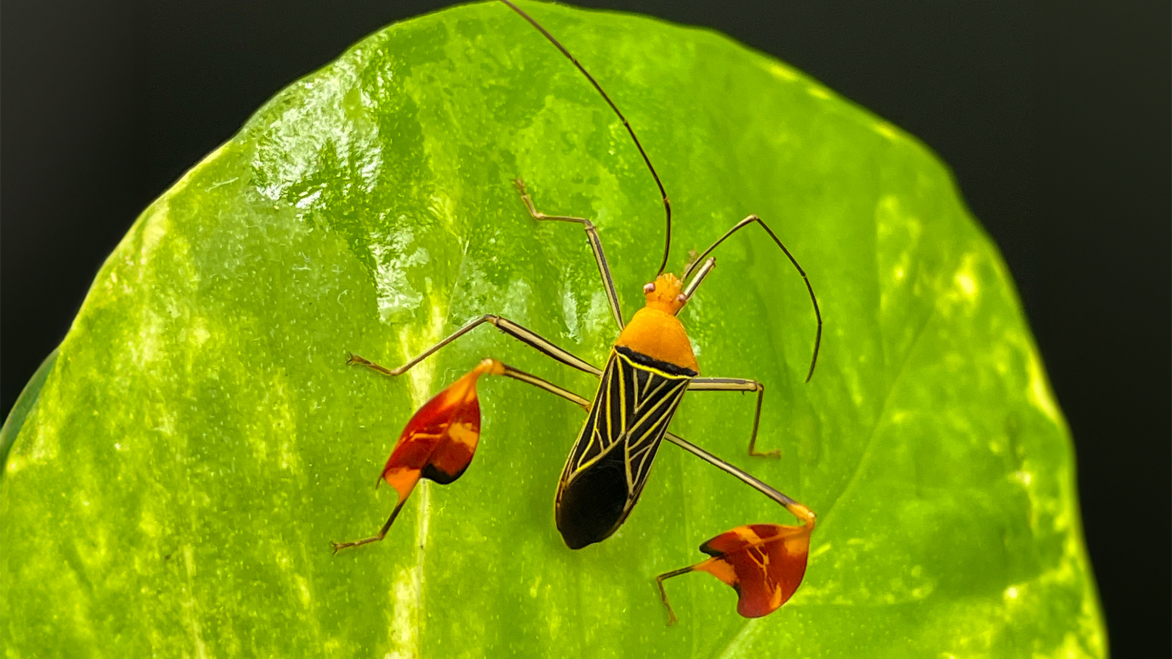 A black and yellow bug with red flaps on its legs sits on a green leaf