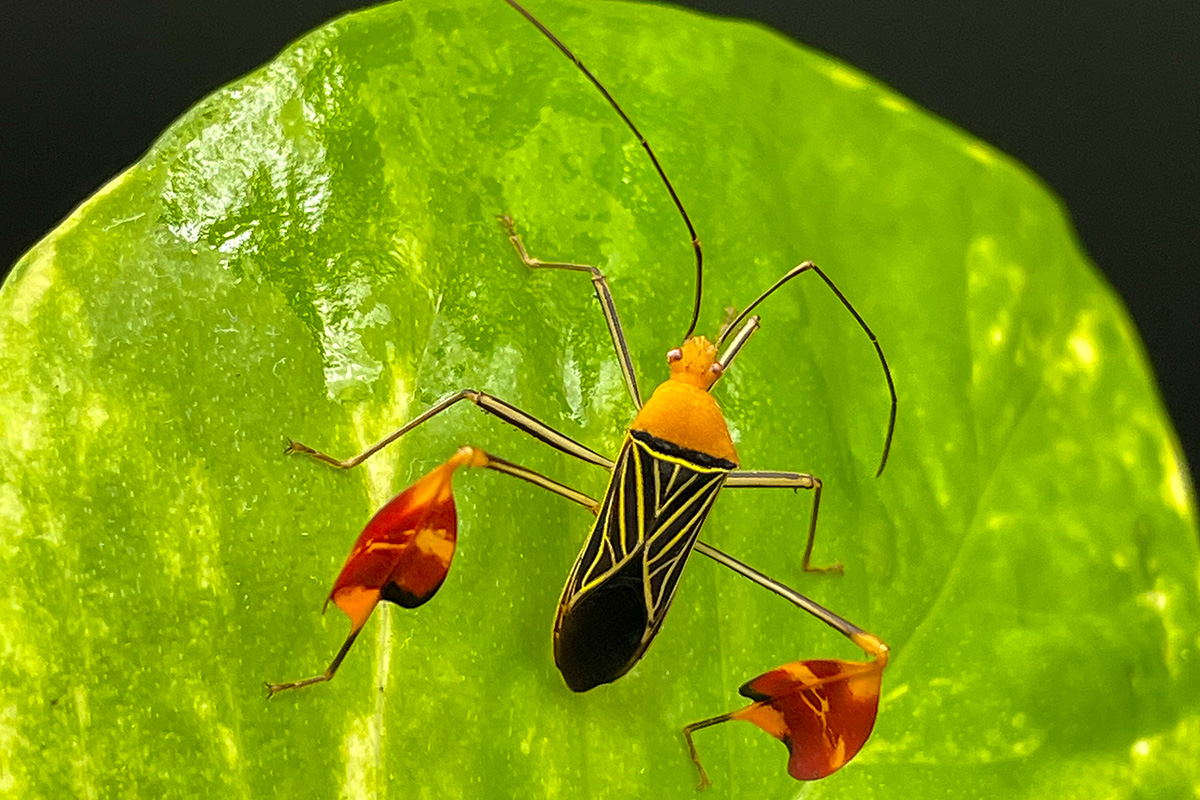 A black and yellow bug with red flaps on its hind legs sits on a green leaf