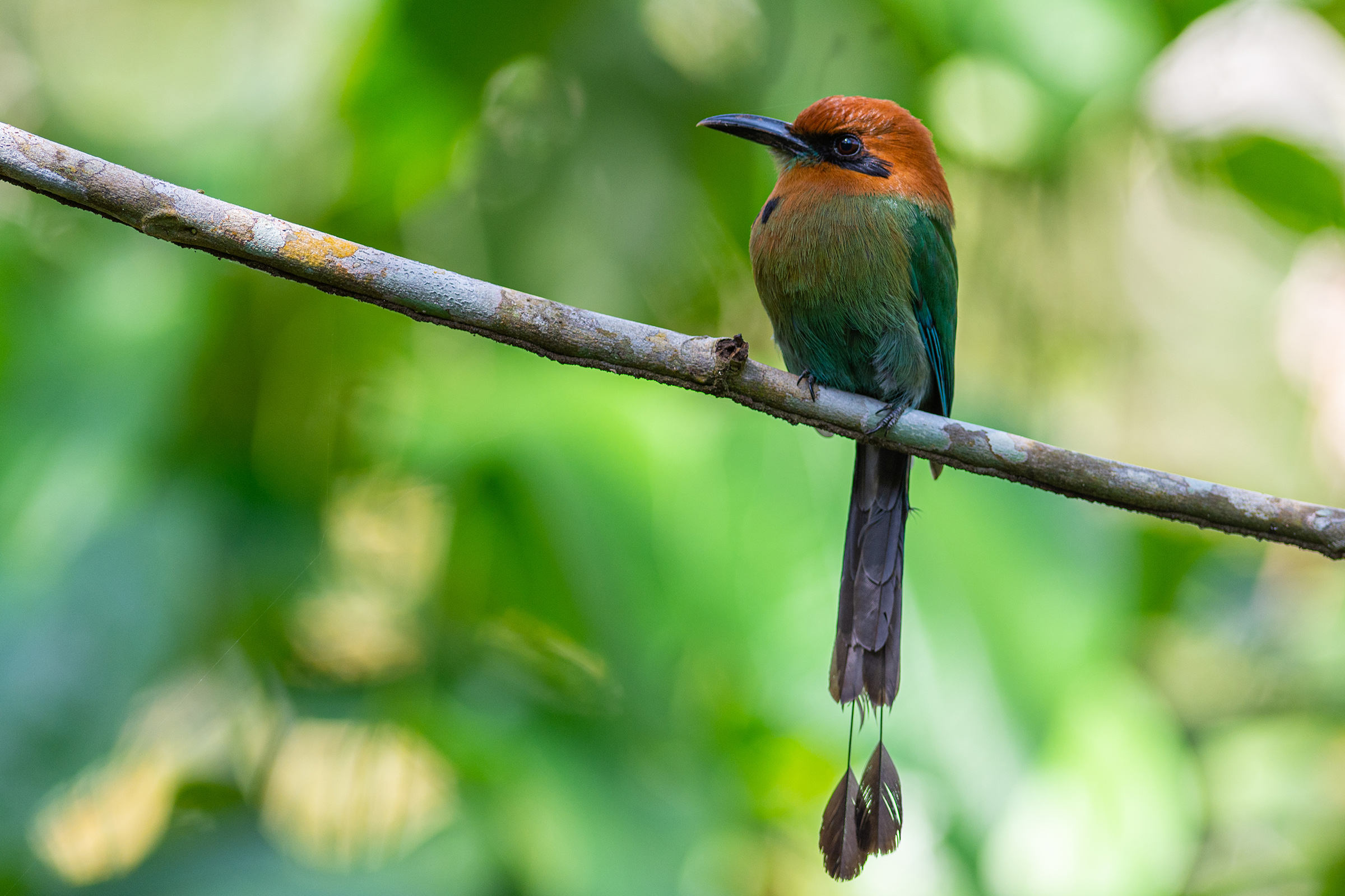 A green bird with a reddish orange head and long tail sits on a branch