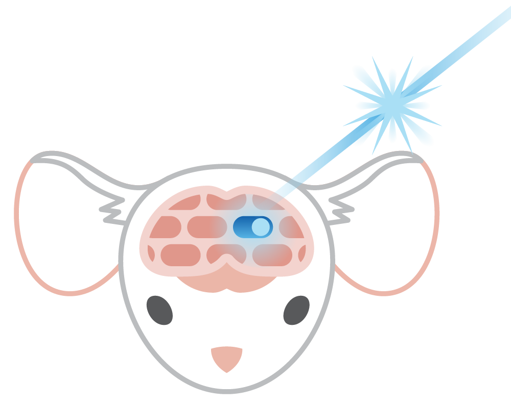 Mouse with a see-through brain and a light strikes an on-off switch in the brain