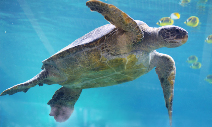 A sea turtle floats in an aquarium with tropical fish in the background